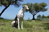 GREYHOUND 126